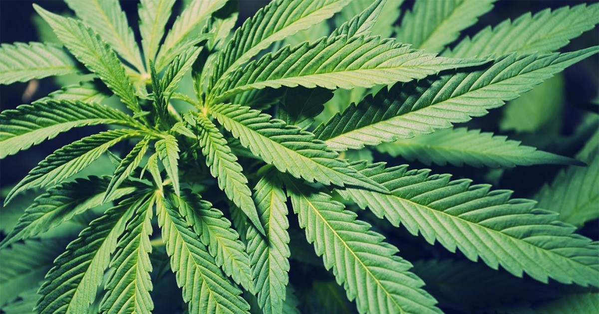 Alex Korn-Weed-Feuilleton-ParisBazaar-Bergman